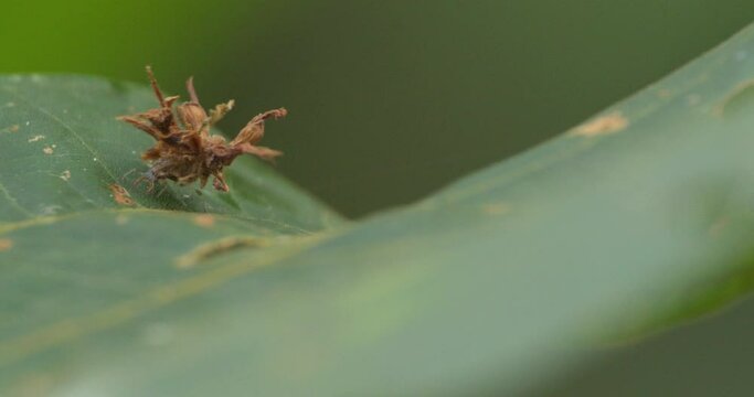 Lacewing Larva or trash bug moving on the leaf, aphis lion