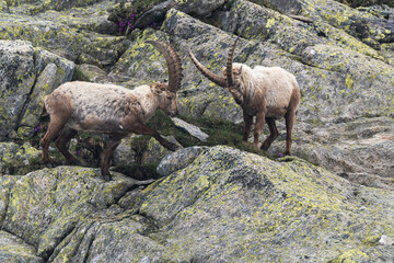 Two ibex in the Ticino mountains fighting for rank.