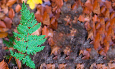 Watercolor fern leaf has a background of brown leaves. Text space. Autumn, nature, illustration, graphic, fern, painted with brush.