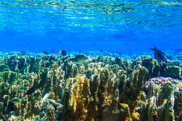 Different tropical fish at coral reef in the Red sea in Ras Mohammed national park, Sinai peninsula...