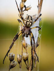 a spider weaving a web