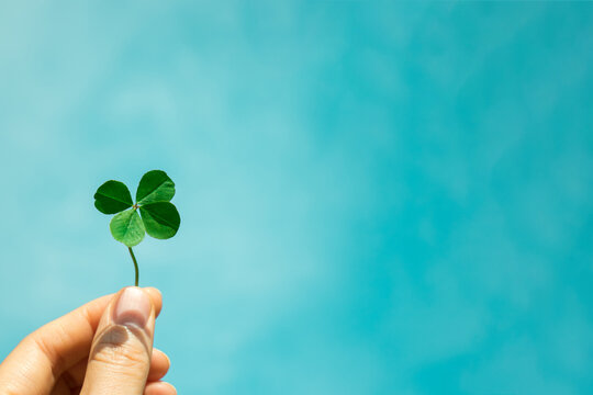 Four-Leaf Clover with blue sky background. Symbol of good luck.