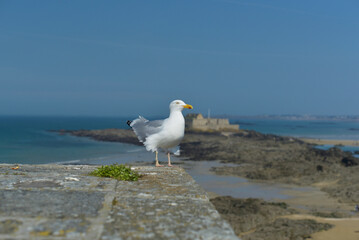 Goéland Saint-Malo