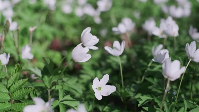 Asher's anemone or Anemone nemorosa. Spring, beautiful white flowers moving in the wind. May forest flowers, Close-up, selective soft focus, real-time 4k video, spring forest natural scenery
