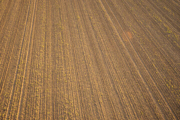 Above top view. Rows of young plant shoots on a agricultural field