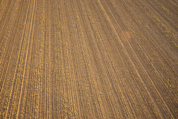 Fototapeta premium Above top view. Rows of young plant shoots on a agricultural field