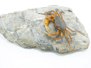 石の上で足を開いているサワガニ