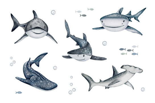 Watercolor shark clipart set. Cartoon ocean cute fish character. Hand drawn illustrations for postcards, posters, invitations, kids print