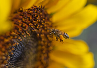 Closeup of a sunflower head with honey bee in flight