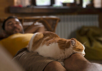 cute cat sleeping on the man's legs.