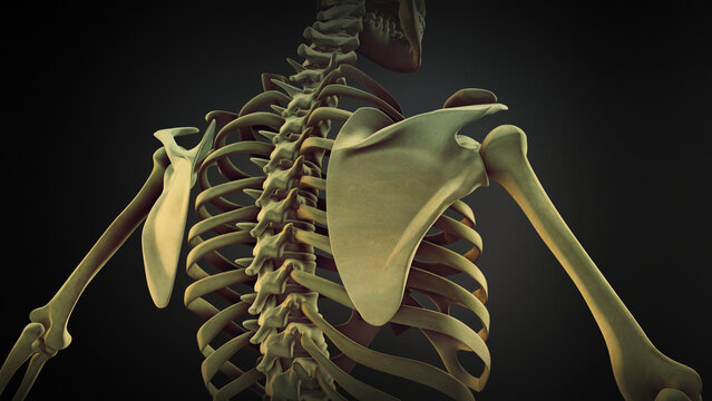 Human skeleton Scapula Bone Anatomy	