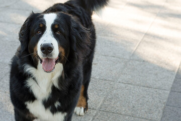 A beautiful purebred dog walks on the street in spring.