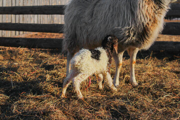 A lamb just born on farmland. Covered with amniotic fluid