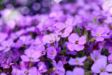 Spring is a time for blooming and admiring: pastel phlox flowers close-up, bokeh, space for text