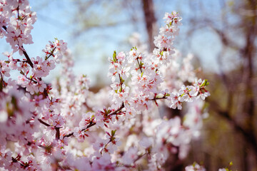 Cherry blossoms. Selective focus with shallow depth of field