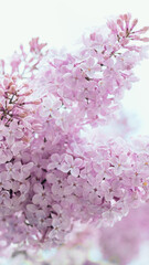 Beautiful lilac flowers background. Spring blossom. Purple lilac flower on bush. Bouquet of purple flowers, shallow depth of field. Happy Mother's Day greetings card. Copy space. mobile screen