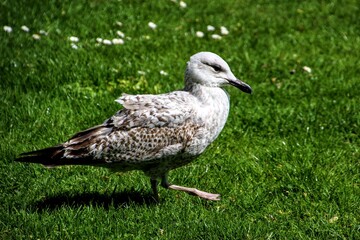 duck in the grass
