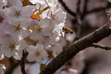 ニホンミツバチが桜の花に蜜を集めに来ていました！
春になりミツバチの動きも活発になってきました。