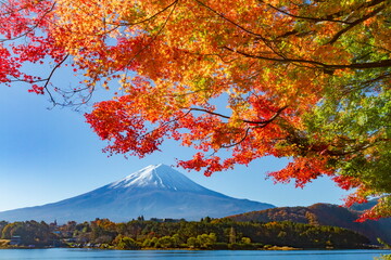 富士山と紅葉　山梨県富士河口湖町の河口湖畔にて