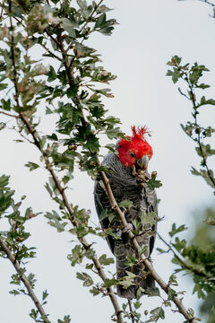 Vertical shot of red headed gray parrot resting on a tree branch