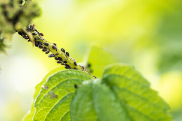 Aphids, black fly (black bean aphids, blackfly) on leaves. Close up and selective focus of a plant...