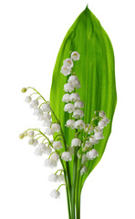 Lily of the valley isolated on white background. Bouquet of Convallaria flowers and leaves.