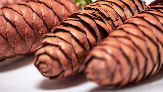 Flowering cones Timelapse. Restoration of disappeared forests after fire, drought, poaching cutting. Seed-growing work on the creation of fast-growing valuable tree species