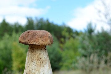 White mushroom on the background of the forest