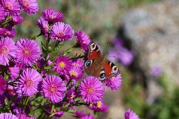 Tagpfauenauge auf Herbstaster	
