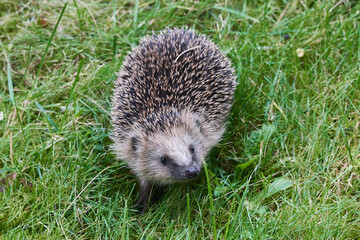 Junger Igel im Herbst	