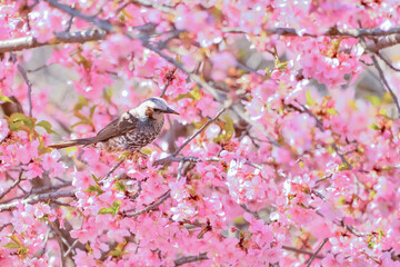 ヒヨドリと桜