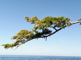 Fototapeta na wymiar tree on the sea