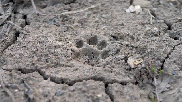 Felidae animal track in ground. Imprint left behind in soil or mud surface by cat animal walks across it. Animal tracks used by hunters in tracking prey and by naturalists to identify animals