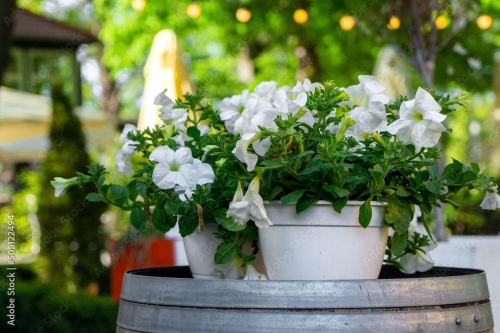 Sticker White petunias in a flower pot	