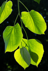 Foliage of lime or linden tree (Tilia) back lit by bright springtime sun revealing fine structures...