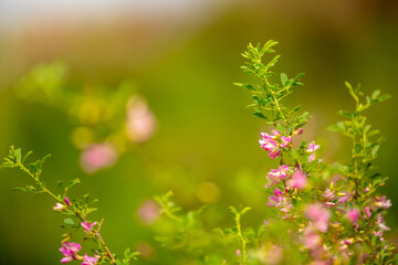 Blooming garden spring flowers. Blooming camel thorn in spring. Medicinal plant, pink flowers. Delicate floral landscape with blurry background and copy space.