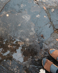 A dog paw and two human feet in a puddle. Conceptual image of friendship.