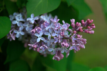 Violet lilac on nature background