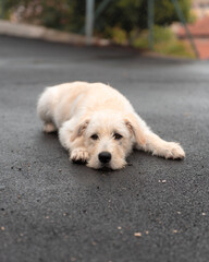 A sad looking Italian spinone dog puppy lying on the asphalt.