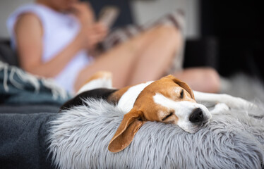 Portrait of Adult male beagle dog sleeping outdoors. Dog background theme
