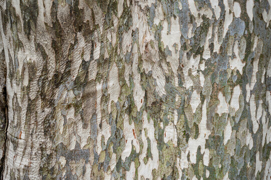 木の樹皮のテクスチャパターン（カゴノキ)
