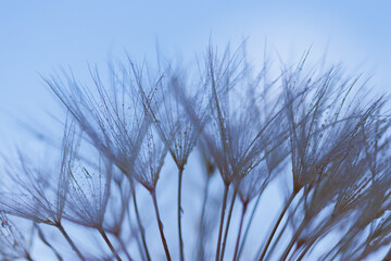 Dandelion with Water Drops Filtered.