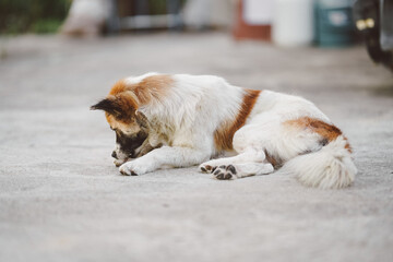 Stray dogs have itching on their front feet.