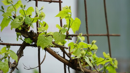 Young inflorescence of grapes on the vine close-up. Grape vine with young leaves and buds blooming...