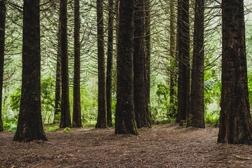 Redwood tree trunks.