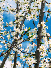 Blooming morus alba or white mulberry tree branches in orchard, close up