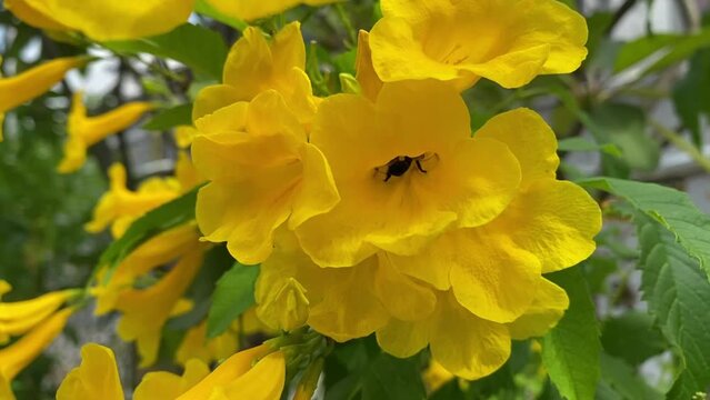 bee in yellow elder flower