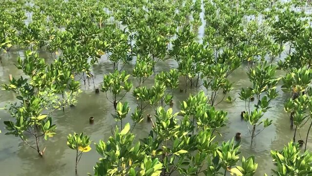 small mangrove tree in seashore