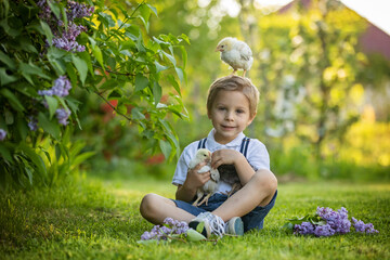 Beautiful toddler boy, child in vintage clothing, playing with little chicks in the park under blooming tree in garden
