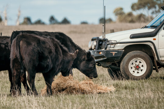 Black Angus Cows Eating Hay.